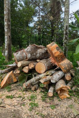 Ölü ağaçlar. Ağaçlar kesilmiş.