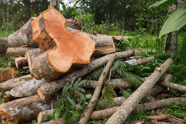 Abgestorbene Bäume werden gefällt. — Stockfoto