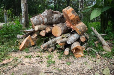 Ölü ağaçlar. Ağaçlar kesilmiş.