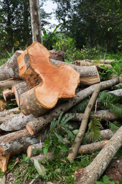 Ölü ağaçlar. Ağaçlar kesilmiş.