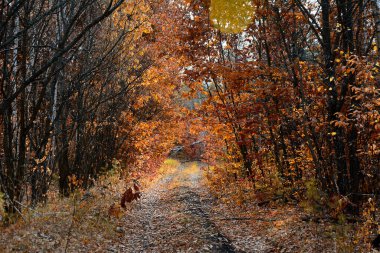 Sonbahar ormanında yol. Güzel manzara