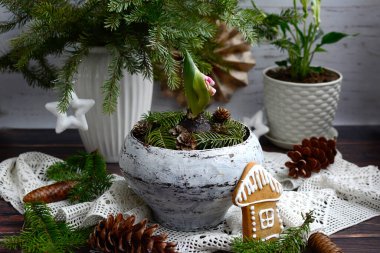 Ev çiçekçiliği. Tencerede pembe sümbüller ve kırsal bir arka planda dekor. Eski dantelli, köknar dallı, kozalaklı, saksılı rahat kompozisyon. Görünüm