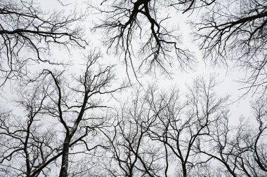 Çıplak ağaçların siluetleri kışın gökyüzünün arka planına karşı. Alt görünüm.