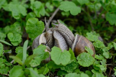 Doğada salyangozlar, yeşil çimlerde iki salyangoz. Üreme.