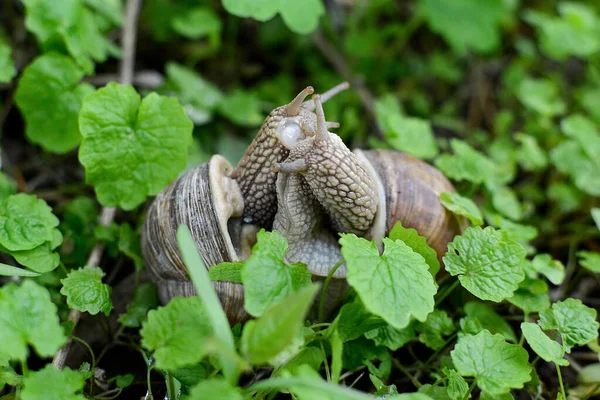 Dois Caracóis Grama Verde Natureza Primavera Época Reprodução — Fotografia de Stock