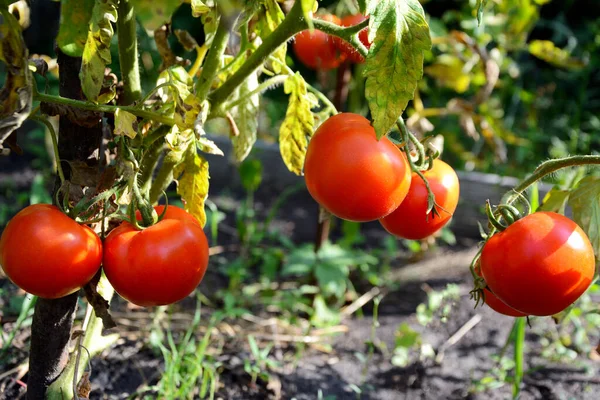 Tomates rojos maduros en el jardín de cerca — Foto de Stock