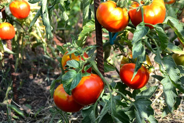 가지에 달린 붉은 즙 이 많은 토마토의 모습. 수확하기 — 스톡 사진