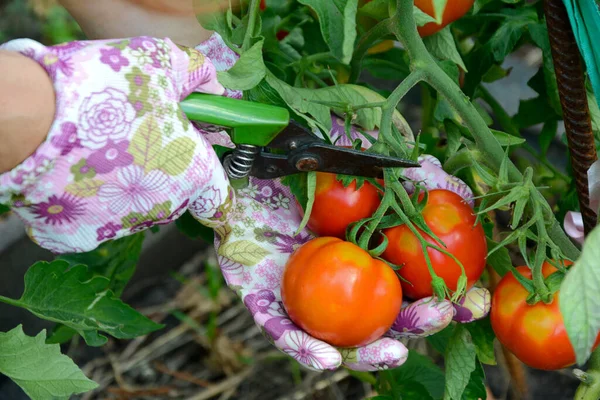 Le mani femminili in guanti di giardinaggio tagliano pomodori maturi da un ramo. — Foto Stock