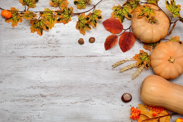 Balkabakları, yaprakları, buğdayları, meşe palamutları ve kestaneleri olan ahşap bir arka plan. Düz konum, kopyalama alanı. Seçici odak
