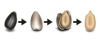 Ayçiçeği tohumunun Kabuktan Çekirdeğe Bilgileri, Yakın plan, Beyaz Arkaplan