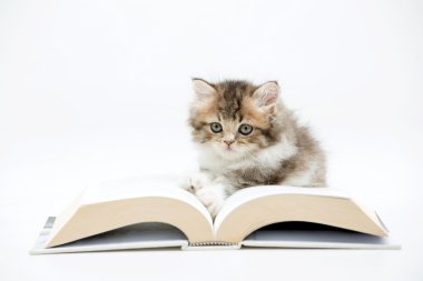 Farsça kedicik izole bir kitap okuma