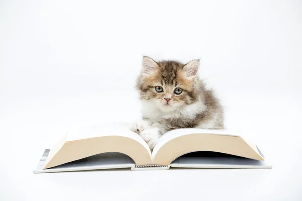 Little Persian kitten reading a book on isolated — Stock Photo, Image