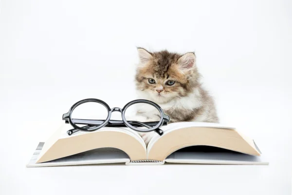 Weinig Persian kitten lezen van een boek op geïsoleerde — Stockfoto