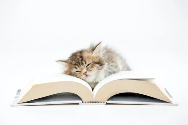 Bir kitap, izole arka plan uyku küçük Farsça kedi yavrusu