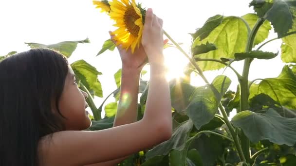 Uma menina asiática bonito beijando girassol em um campo aberto com luz solar — Vídeo de Stock