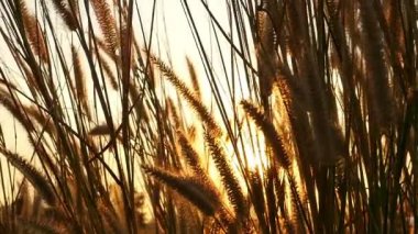 Çayır, yavaş çekim altın akşamı