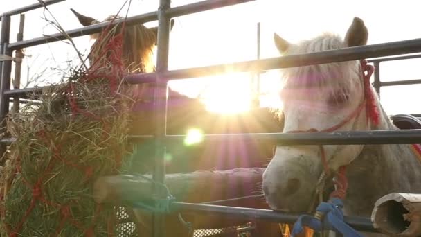 Кінь на вантажівці на заході сонця — стокове відео