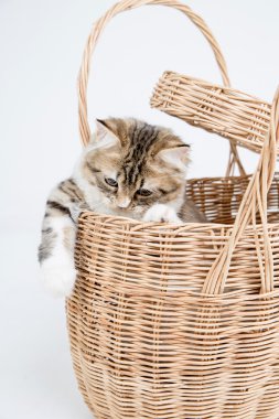 Basket oynayan sevimli tekir Farsça kedi