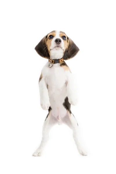 Gelukkig beagle pup op geïsoleerde achtergrond — Stockfoto