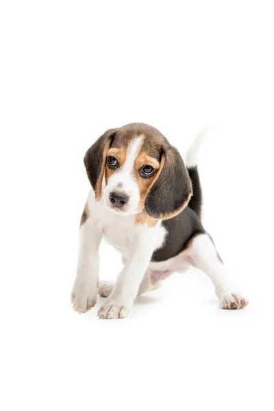 Gelukkig beagle pup op geïsoleerde achtergrond — Stockfoto