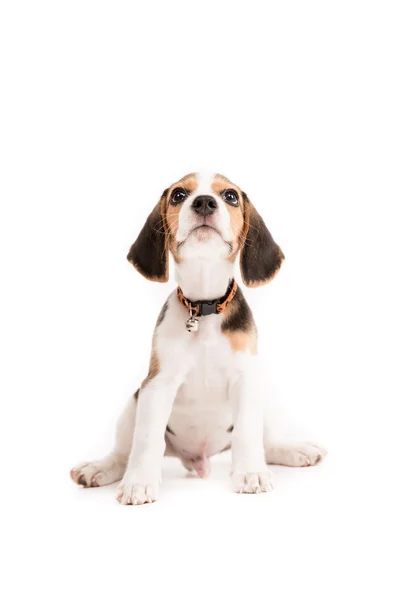 Felice beagle cucciolo su sfondo isolato — Foto Stock