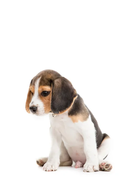 Gelukkig beagle pup op geïsoleerde achtergrond — Stockfoto