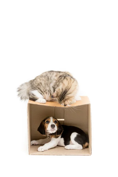 Прекрасный Тэбби Персидский кот, играющий в прятки с щенком на изолированном — стоковое фото