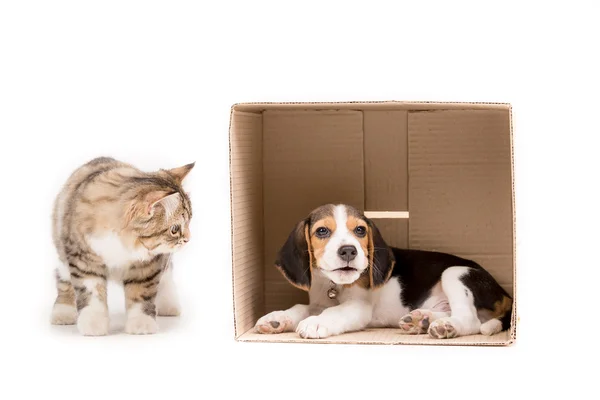 Lovely tabby Persian cat playing hide and seek with beagle puppy on isolated — Stock Photo, Image