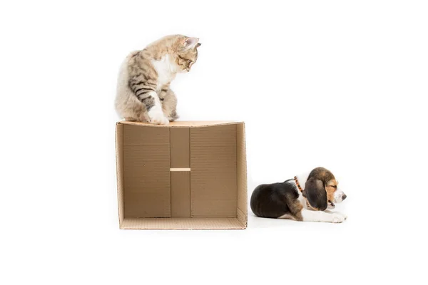 Lovely tabby Persian cat playing hide and seek with beagle puppy on isolated — Stock Photo, Image