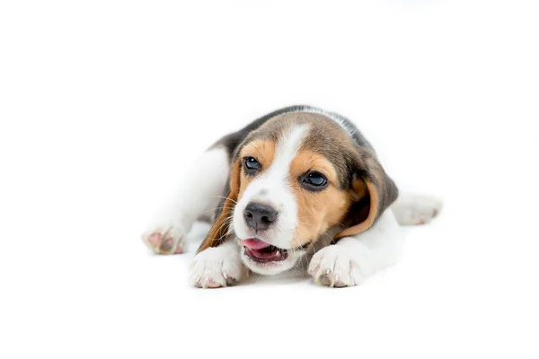 Happy beagle valp på isolerade bakgrund — Stockfoto
