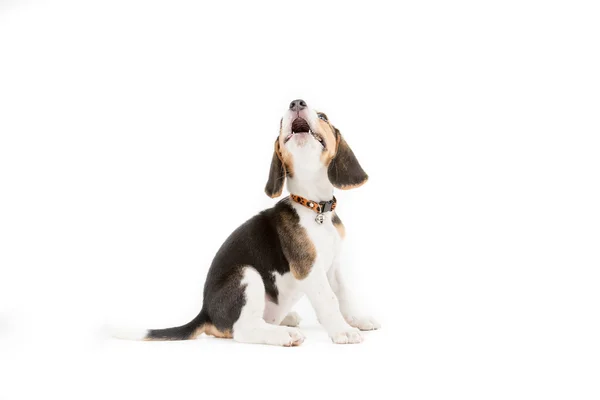 Filhote de cachorro beagle feliz no fundo isolado — Fotografia de Stock