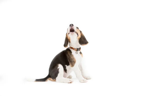 Gelukkig beagle pup op geïsoleerde achtergrond — Stockfoto