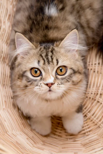 Прекрасный персидский кот, играющий в корзине — стоковое фото