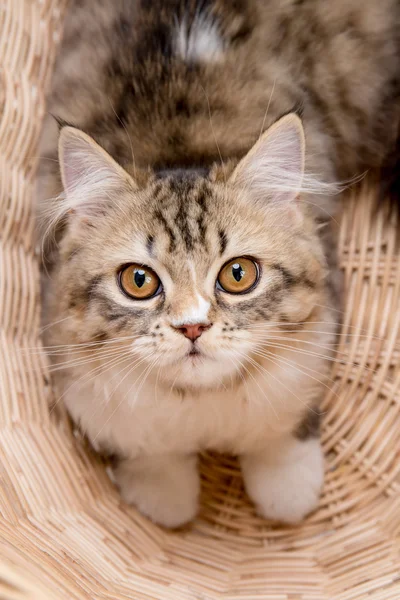 Lovely tabby persian cat playing in the basket — Stock Photo, Image