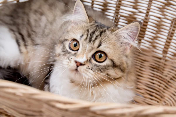 Mooie Cyperse Perzische kat spelen in de mand — Stockfoto