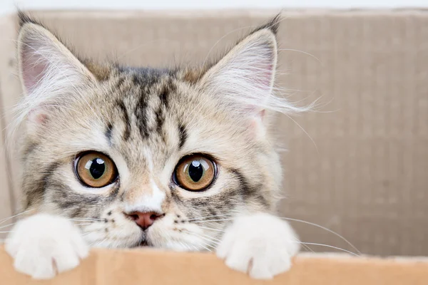 Härlig tabby Persiska katt spelar i rutan papper — Stockfoto