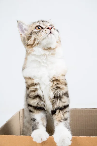 Mooie Cyperse Perzische kat spelen in het vak van papier — Stockfoto