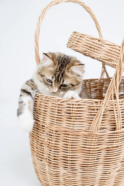 Lovely tabby persian cat playing in the basket — Stock Photo, Image