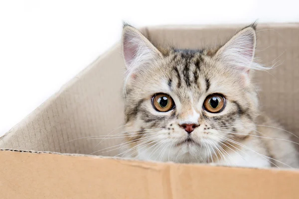 Lovely tabby persian cat playing in the paper box — Stock Photo, Image