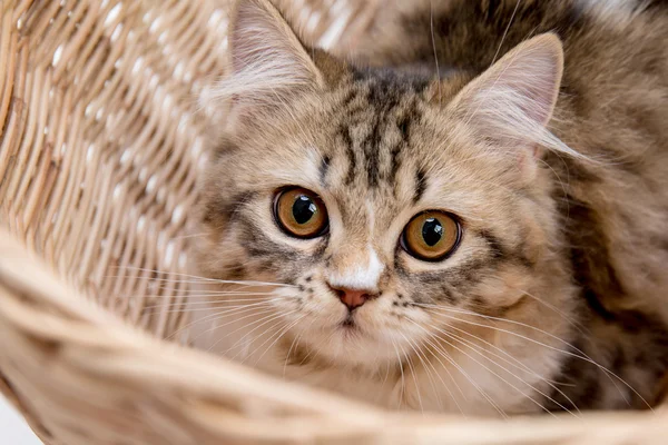 Mooie Cyperse Perzische kat spelen in de mand — Stockfoto