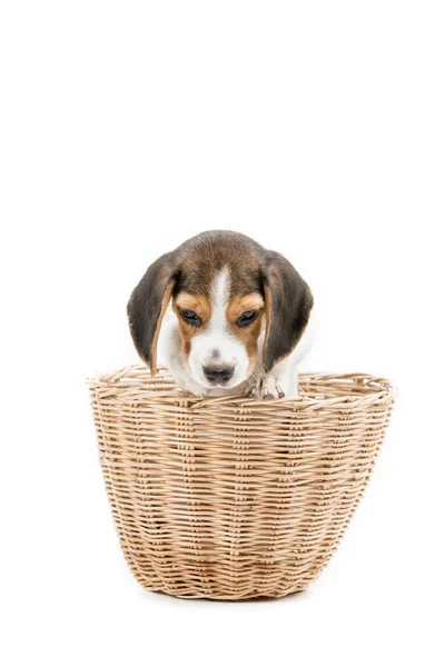 Gelukkig beagle pup spelen verstoppertje in de mand — Stockfoto