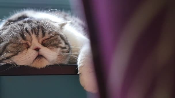 Scottish fold tabby kitten sleeping on sofa, Pan shot — Stock Video