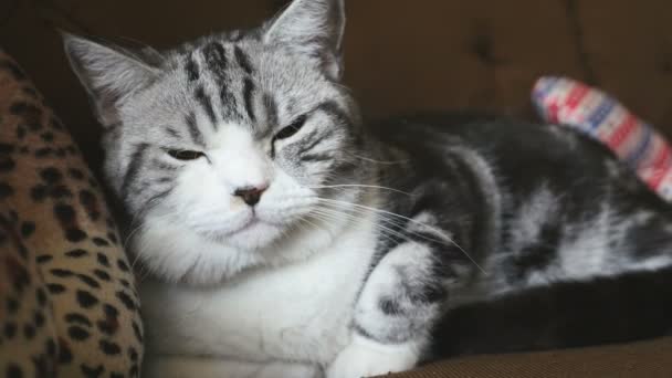 Escocês dobrar tabby gatinho deitado no sofá, 4K tiro — Vídeo de Stock