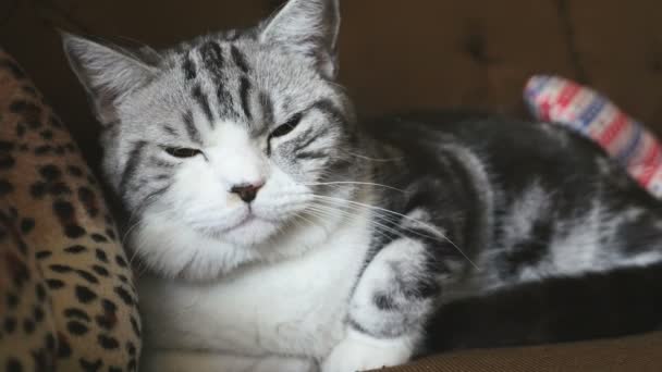 Scottish fold tabby kitten lying on sofa, 4K Shot — Stock Video