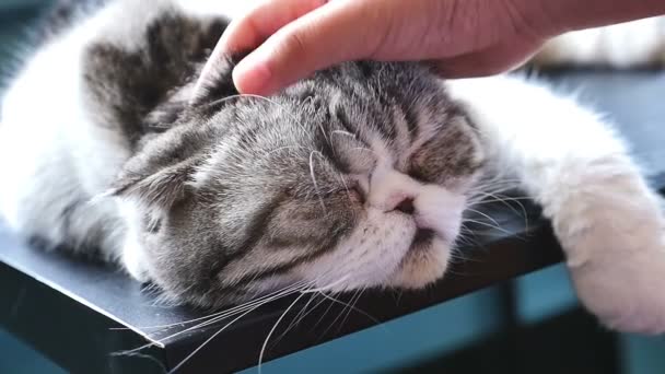 Schöne asiatische Mädchen spielt mit ihrer gestromten persischen Katze, Zeitlupe Schuss — Stockvideo