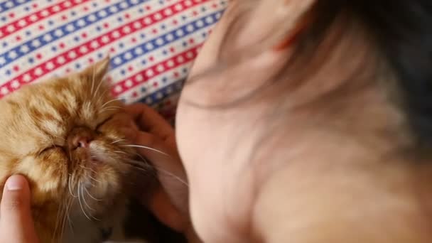 Slow motion van mooi Aziatisch meisje speelt met haar tabby Perzische kat — Stockvideo