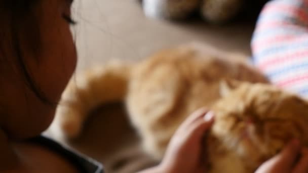 4k: szép ázsiai lány játszik vele cirmos Perzsa macska, Tilt megjelöl szemcsésedik — Stock videók