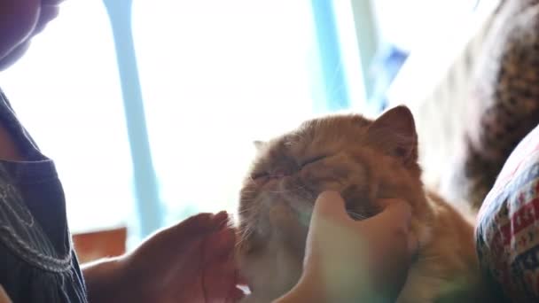 4k: mooi Aziatisch meisje speelt met haar tabby Perzische kat, Tilt op schot — Stockvideo