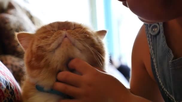 4k: härlig asiatisk Tjej leker med hennes tabby persisk katt, Tilt upp skott — Stockvideo