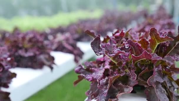 Vegetales hidropónicos creciendo en invernadero, Pan shot — Vídeos de Stock